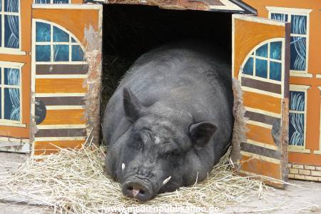 Hagenbeck Archiv 07042009 002