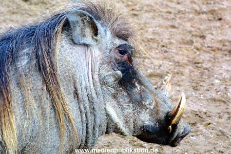 Hagenbeck Archiv 07042009 007