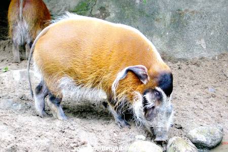 Hagenbeck Archiv 07042009 016