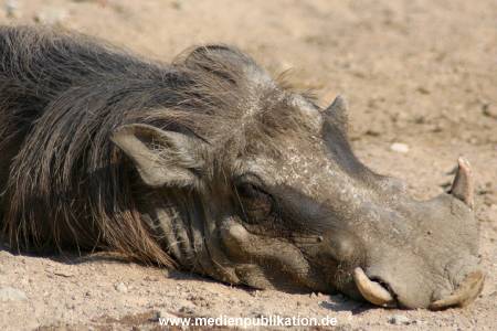 hagenbeck 05 03 028