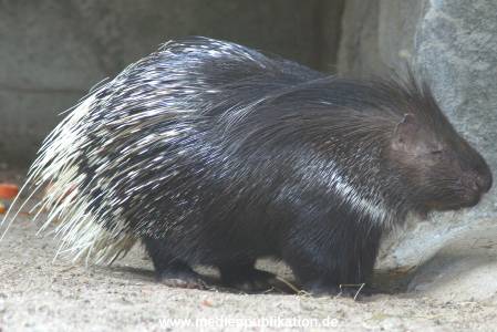 hagenbeck 05 03 029