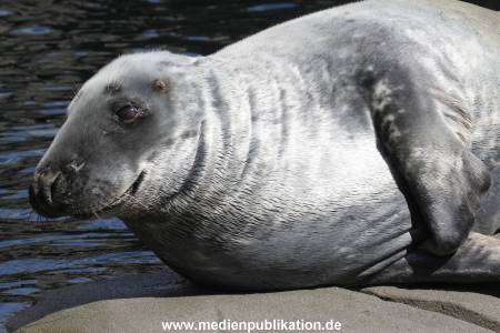 Hagenbeck 06062013 062