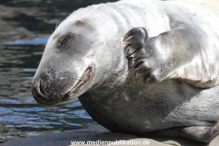 Hagenbeck 06062013 063