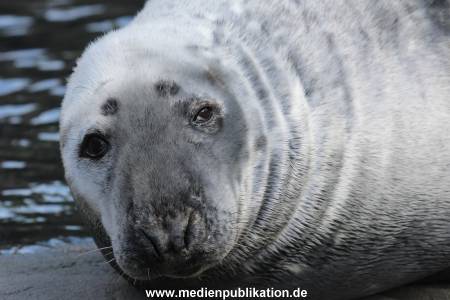 Hagenbeck 06062013 064