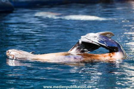 Hagenbeck 09052016 003