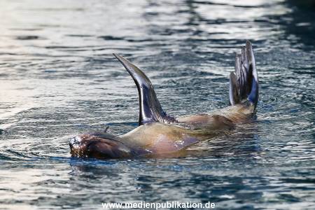 Hagenbeck 09052016 004