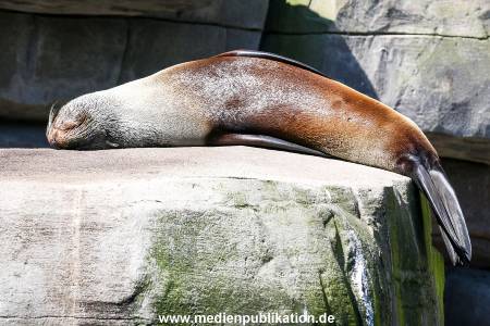 Hagenbeck 09052016 005