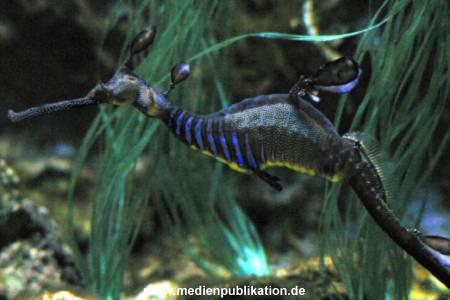 hagenbeck 05 03 047