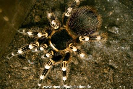 Hagenbeck Archiv 07042009 028