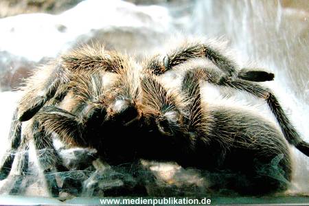 Hagenbeck Archiv 08032009 022