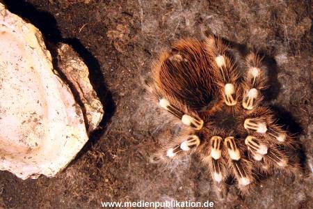Hagenbeck Archiv 23052009 013