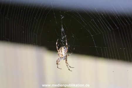 balkonspinne 001