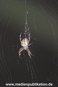 balkonspinne 002