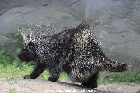 Hagenbeck 06062013 076