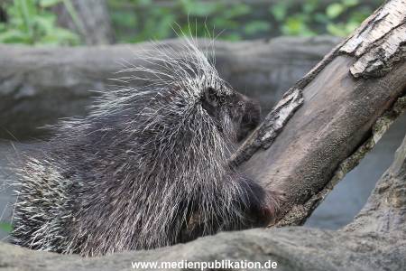 Hagenbeck 06062013 077