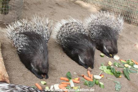 Hagenbeck 10032016 001