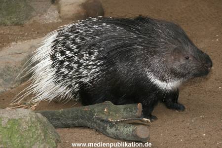 Hagenbeck 14022008 003
