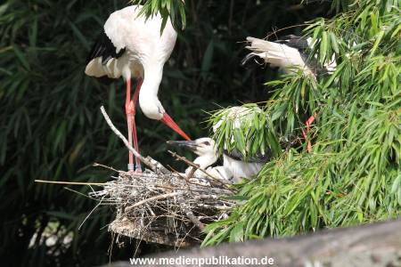 Hagenbeck 23072014 023