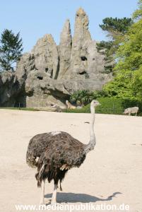 Hagenbeck 24042005 002