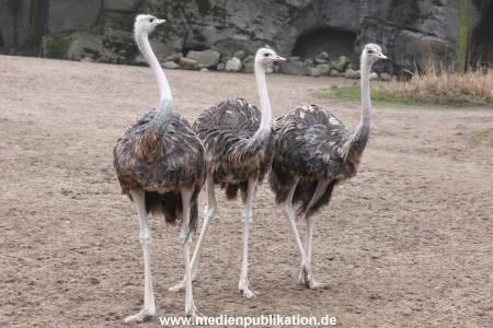 Hagenbeck Inventur 02032012 020