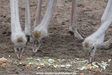 Hagenbeck Inventur 02032012 024