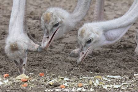 Hagenbeck Inventur 02032012 025