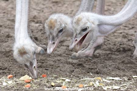 Hagenbeck Inventur 02032012 026