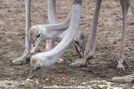 Hagenbeck Inventur 02032012 027