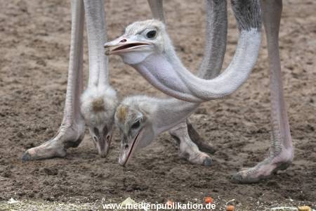 Hagenbeck Inventur 02032012 028
