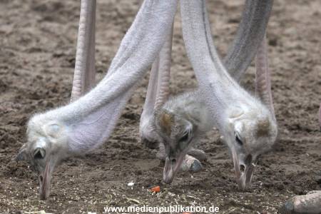 Hagenbeck Inventur 02032012 029