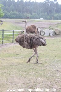 Serengeti Dumont 11062013 011