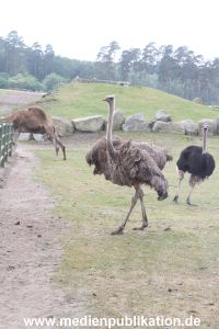 Serengeti Dumont 11062013 013