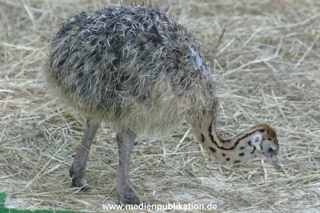 hagenbeck 05 03 080