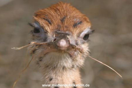 hagenbeck 05 03 081