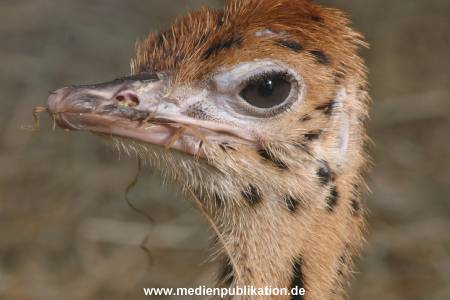 hagenbeck 05 03 082