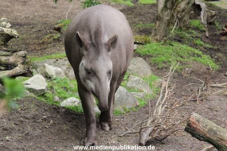 Hagenbeck 06062013 002