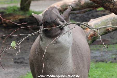 Hagenbeck 06062013 023