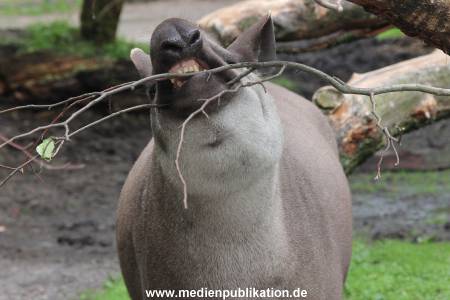 Hagenbeck 06062013 024