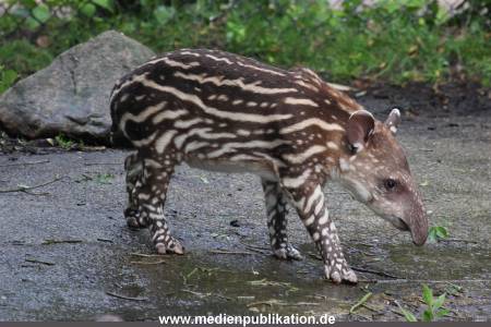 Hagenbeck 15052012 001