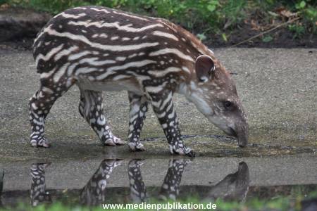 Hagenbeck 15052012 002