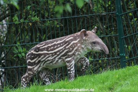 Hagenbeck 15052012 004