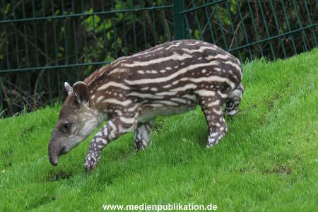 Hagenbeck 15052012 005