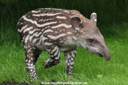 Hagenbeck 15052012 006