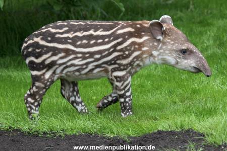 Hagenbeck 15052012 007