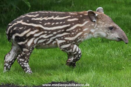 Hagenbeck 15052012 008