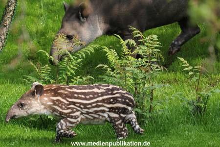 Hagenbeck 15052012 009