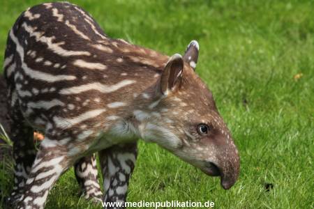 Hagenbeck 15052012 010