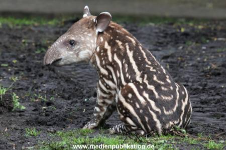 Hagenbeck 15052012 011
