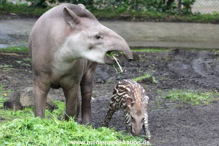Hagenbeck 15052012 012