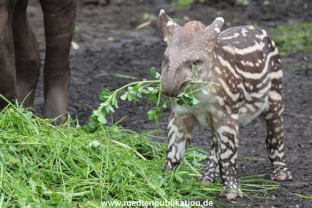Hagenbeck 15052012 013